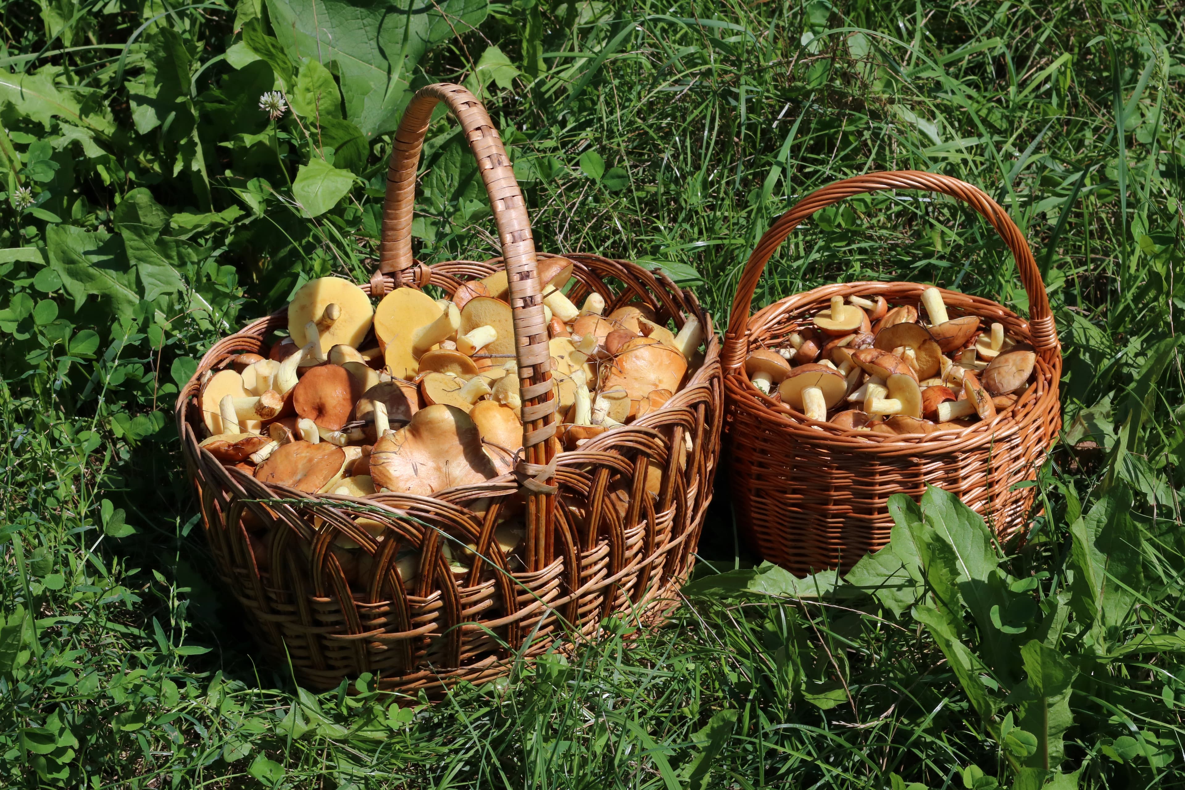 Baskets filled with fresh edible mushrooms